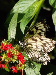 butterfly museum 099