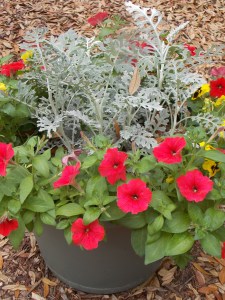 Nature Coast botanical 007