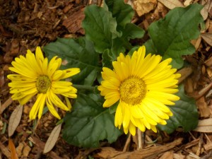 Nature Coast botanical 009