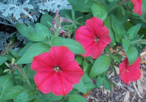 Nature Coast botanical 017