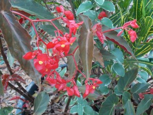 Nature Coast botanical 019