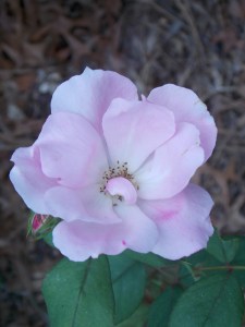 Nature Coast botanical 023