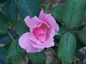 Nature Coast botanical 025