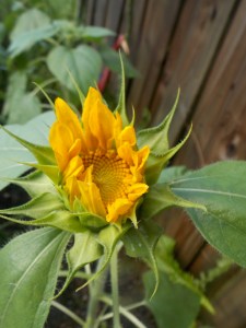 boquet 017